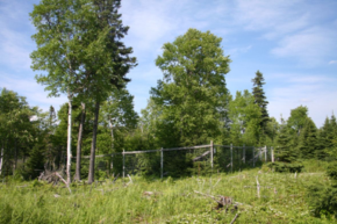 Parks Canada Moose Exclosures